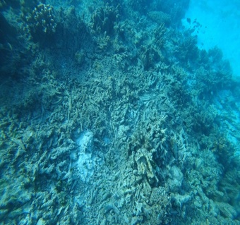 사이판 호핑투어 완전 가이드: 에메랄드 바다에서 만나는 특별한 체험