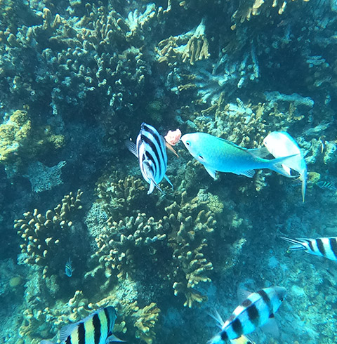 사이판 호핑투어