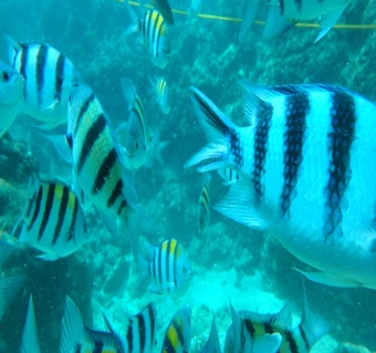 사이판 마나가하섬 스노쿨링 완벽 가이드: 투명한 바다 속 열대어와의 특별한 만남